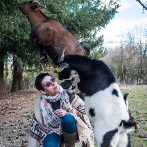 Caprithérapie Médiation par l'animal grâce à Laurence Moreau CRPP Coaching à Fromental près de Limoges en Limousin