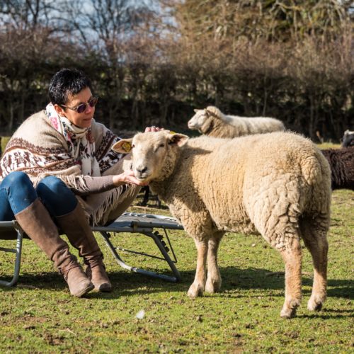 Ovinothérapie Médiation par l'animal grâce à Laurence Moreau CRPP Coaching à Fromental près de Limoges en Limousin