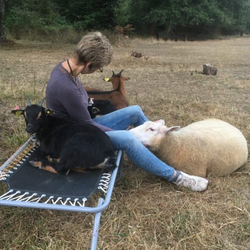 Tchantchès Médiation par l'animal grâce à Laurence Moreau CRPP Coaching à Fromental près de Limoges en Limousin