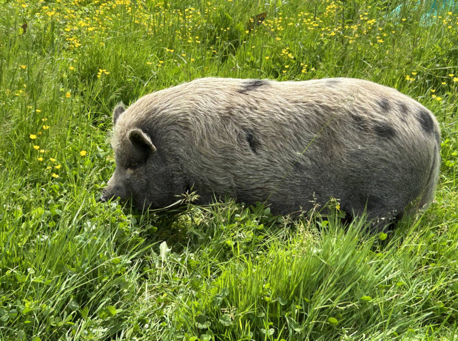 historique-mediation-animale-bien-être-animal
