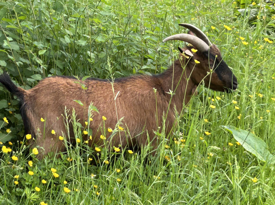 historique-mediation-animale-bien-être-animal