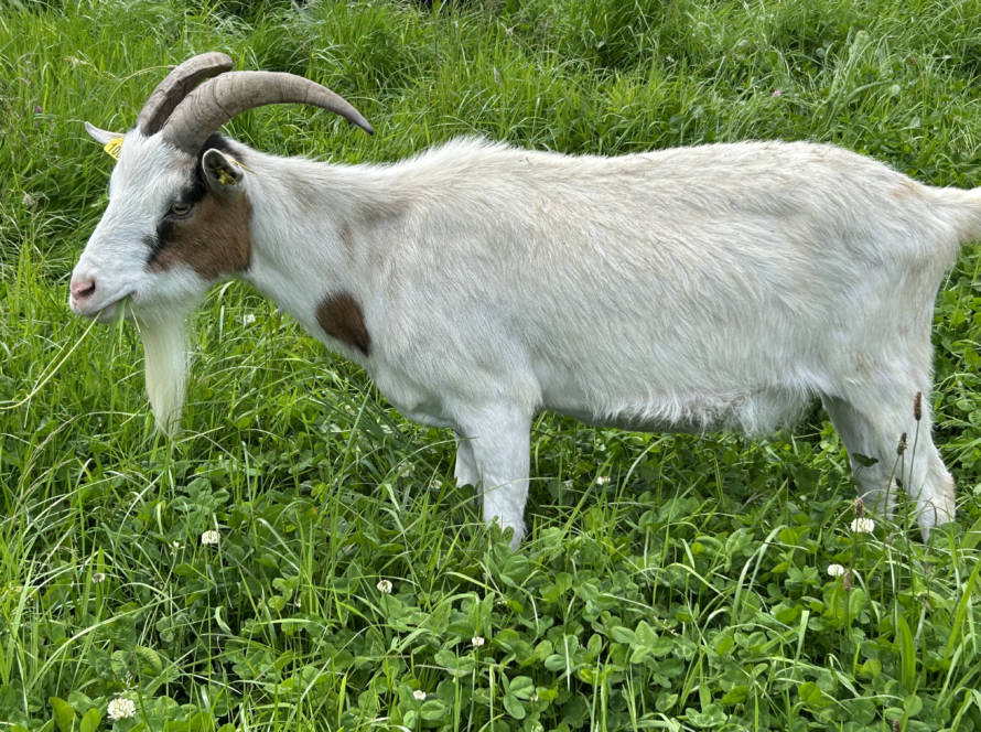 historique-mediation-animale-bien-être-animal