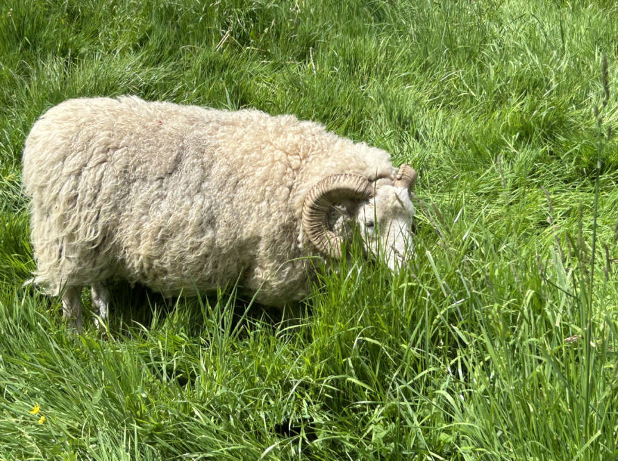 historique-mediation-animale-bien-être-animal