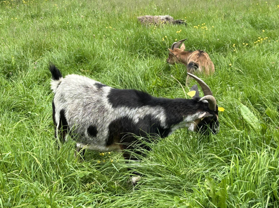 historique-mediation-animale-bien-être-animal