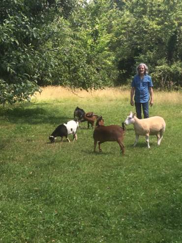 crpp-coaching-seance-mediation-par-l'animal