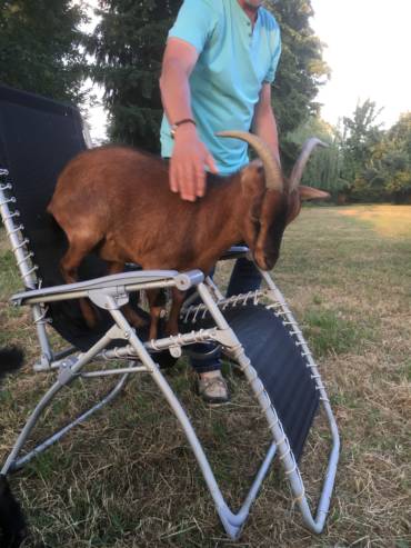 crpp-coaching-seance-mediation-par-l'animal