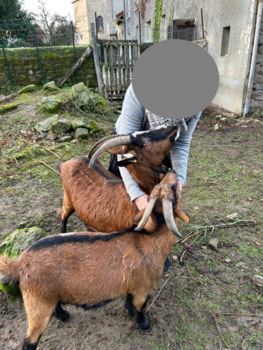 crpp-coaching-seance-mediation-par-l'animal