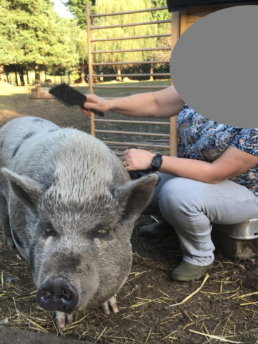 crpp-coaching-seance-mediation-par-l'animal