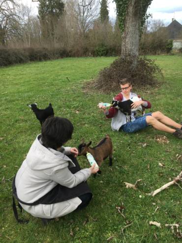 crpp-coaching-seance-mediation-par-l'animal