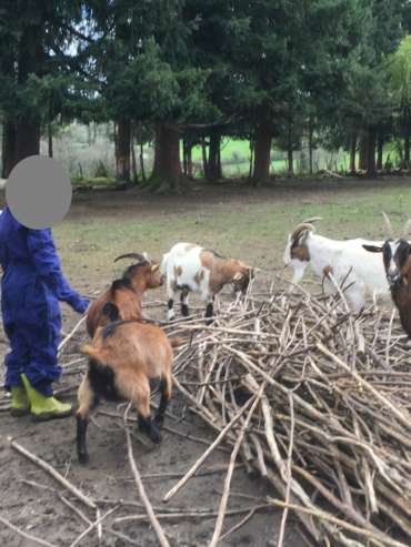 crpp-coaching-seance-mediation-par-l'animal