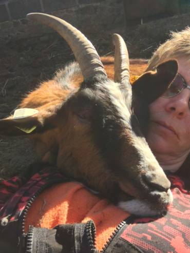 crpp-coaching-seance-mediation-par-l'animal