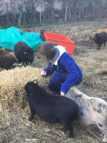 crpp-coaching-seance-mediation-par-l'animal